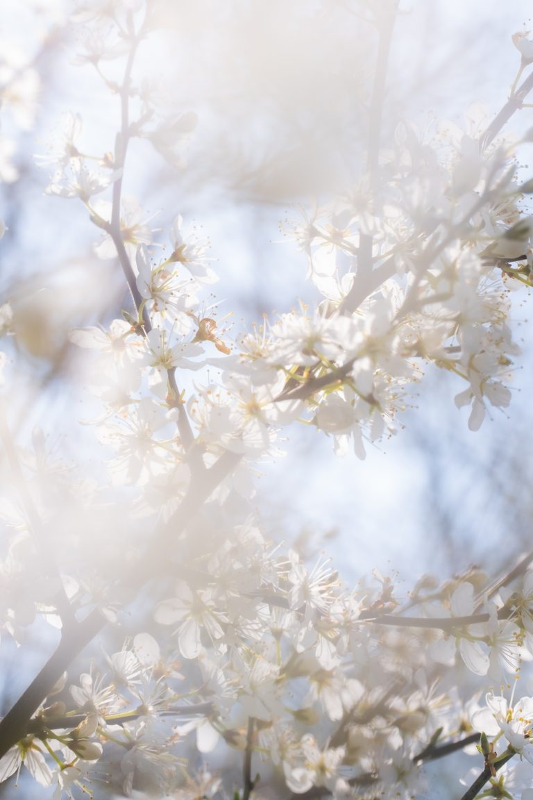 Frühling in Almhorst